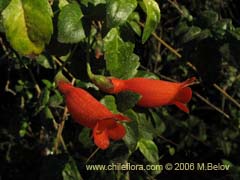 Bild von Mitraria coccinea (Botellita/Vochi-vochi)